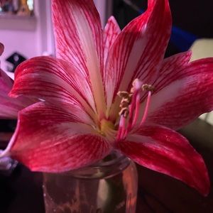 Meet your Posher, Ash